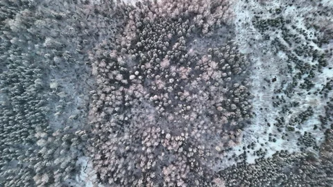 Wintertime in the forest. 스톡 동영상 331164473