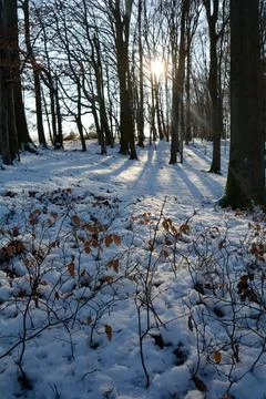 Wintertime in a forest with snow Stock Photos