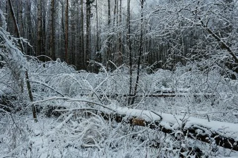 Wintertime landscape of snowy coniferous stand with lying spruce trees, Bialo Foto stock