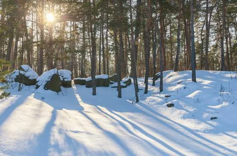 Wintertime in the pine forest. Stock Photos