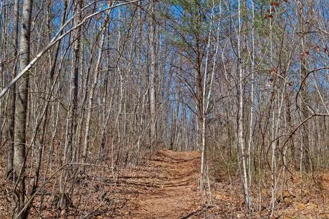 Wintertime through the forest Stock Photos
