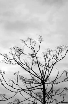 Wintertime tree Stock Photos