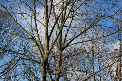 Wintertree Stock Photos
