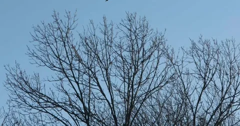 WinterTrees Vermont Stock Footage 283901898