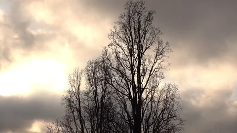 Winterwald Stock-Footage 121312861