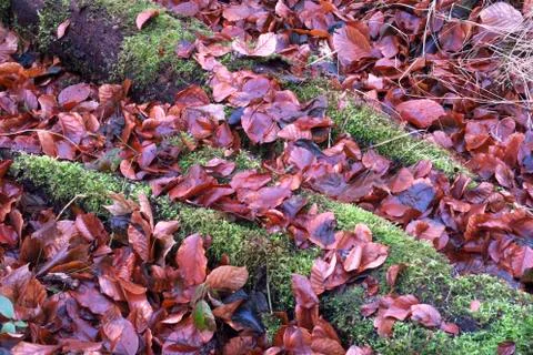 Winterwald Stock Photos