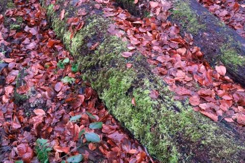 Winterwald Stock Photos