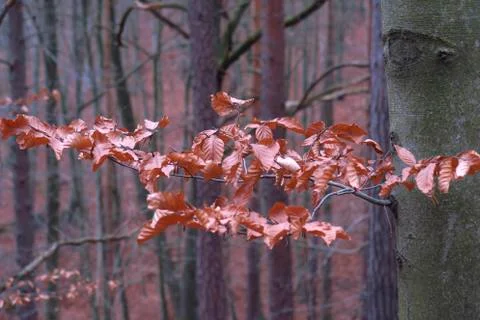 Winterwald Stock Photos
