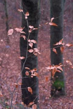 Winterwald Stock Photos