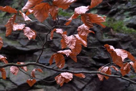 Winterwald Stock Photos