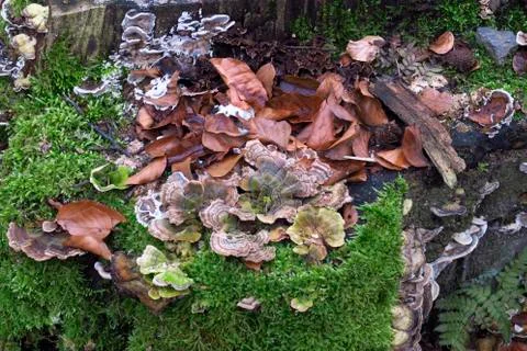 Winterwald Stock Photos