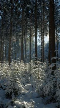 Winterwald,winter forest Stock Photos