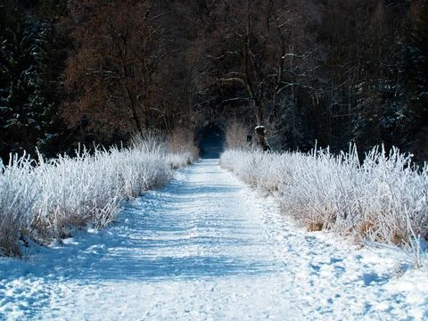 Winterwalk Stock Photos