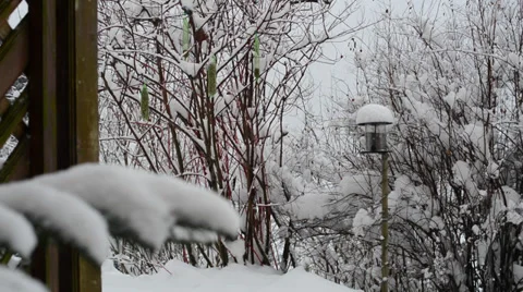 Winterwonderland with Bird 库存影片 34405803