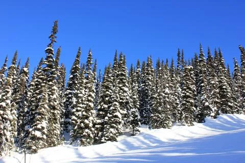 Winterwonderland Stock Photos