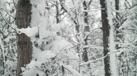 Winterwoods 002 tilted upwards with falling snow Stock Footage 45701625