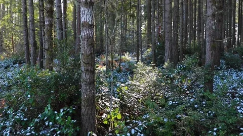 WinterWoods Stock Footage 102403917
