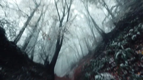 A Wintery Forest Canopy Stock Footage 299274621