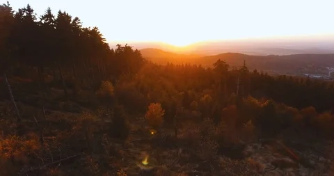 A wintery forest in soft sunset light Stock Footage 89652029