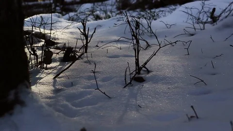 Wintery landscape with soap bubbles passing by in a forest Stock Footage 88982435