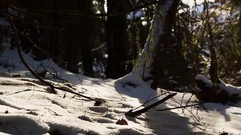 Wintery landscape with soap bubbles passing by in a magical forest Stock Footage 88982448
