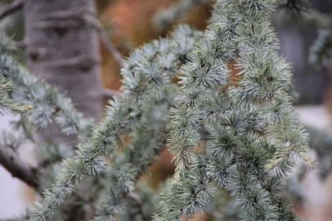 Wintery Pine Stock Photos