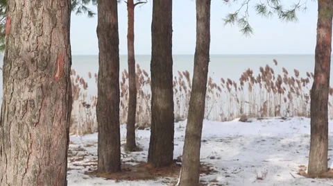 Wintery pine trunks by lake shore tilt up Stock Footage 58480721