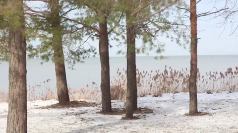 Wintery pines and dry grass swaying by the lake shore Stock Footage 58480993