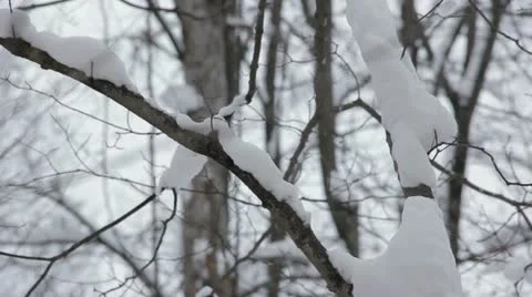 Wintery Trees 스톡 동영상 20591995