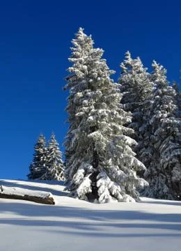 Wintery trees in Gstaad Stock Photos