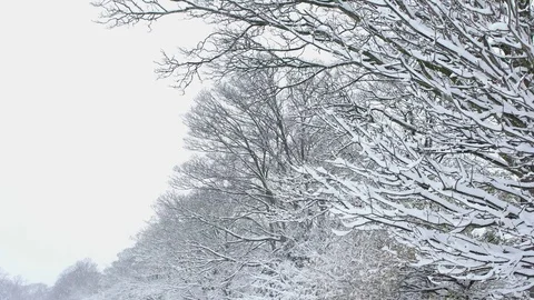 Wintery trees in snowfall Stock Footage 83809717