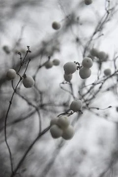 Winther 库存照片