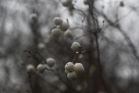 Winther Foto stock