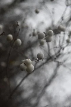 Winther Photos