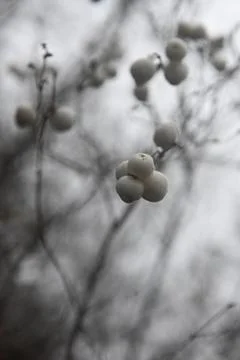 Winther Foto stock
