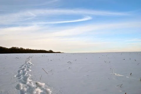 Wintre field Stock Photos