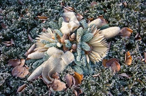 Wintry arrangement  of spruce branches and cones Stock Photos