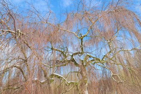 Wintry birch tree against blue sky Stock Photos
