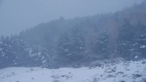 A wintry day with heavy snow blizzard in the forests of the mountains Stock Footage 70914201