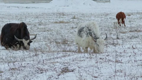 Wintry Day at Ranch: Long-Horned Cattle Grazing in Snow-Covered Pasture Stock Footage 268604188