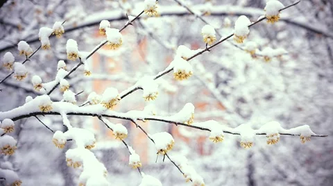 Wintry day in spring. Snow falls on flowers of cornealian cherry Stock Footage 67205970