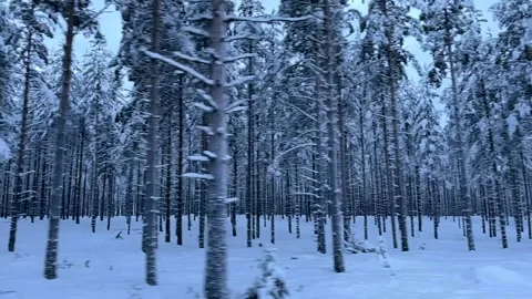 Wintry forest panning by in slow motion  Stock Footage 168301455