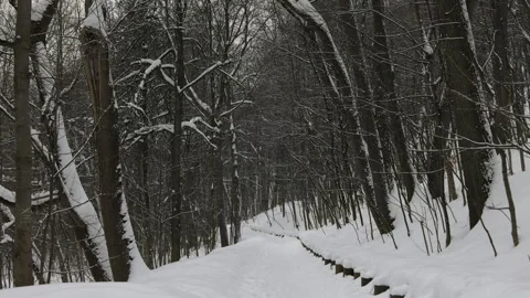 A wintry forest path, lined with frost-covered trees Stock Footage 265672131