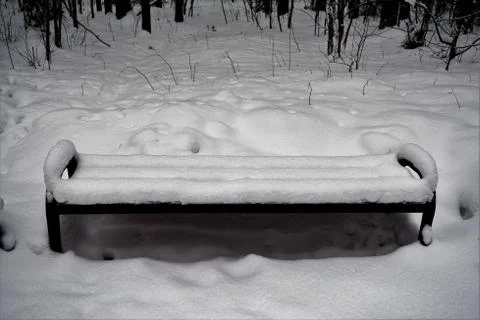 In wintry forest Stock Photos