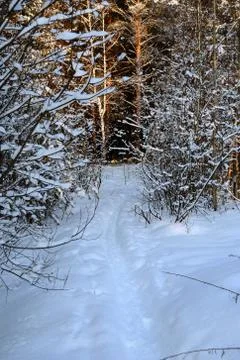 In wintry forest Фото