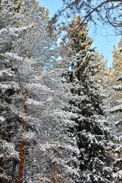 In wintry forest Stock Photos
