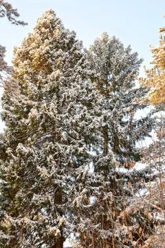 In wintry forest Stock Photos