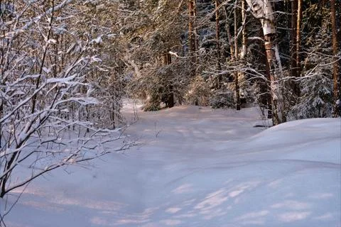 In wintry forest Stock Photos