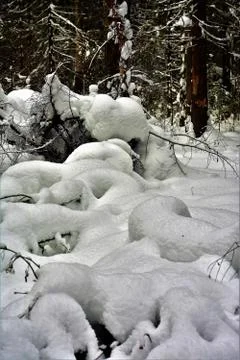 In wintry forest Фото