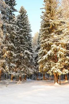 In wintry forest Фото